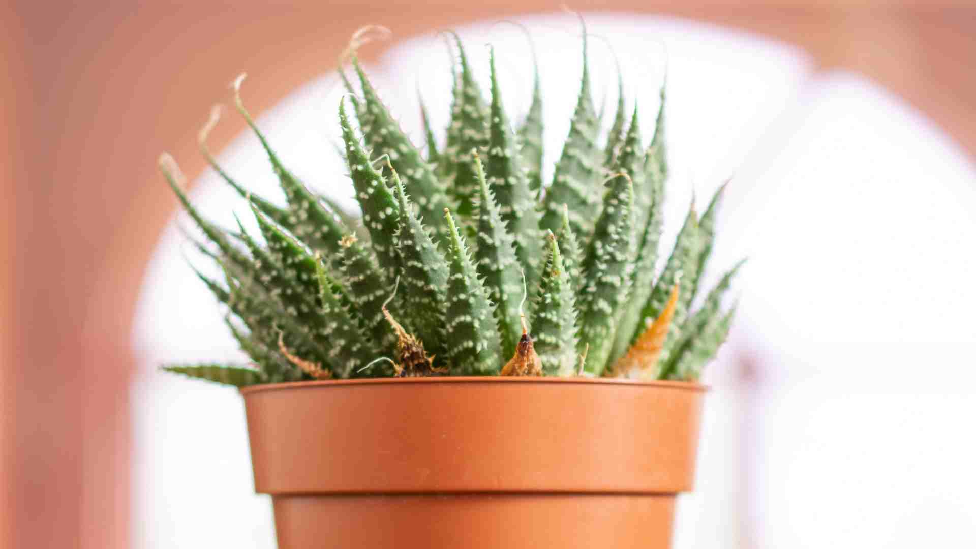 What Is LECA For Plants? How LECA Can Help Your Plants Thrive