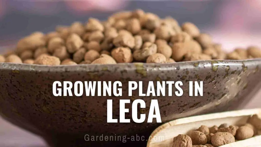 What Is LECA For Plants? How LECA Can Help Your Plants Thrive