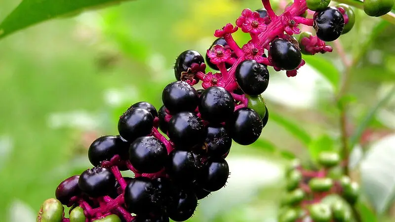 poisonous wild blueberries