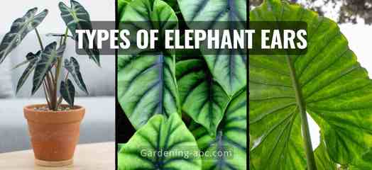 elephant ears plants types