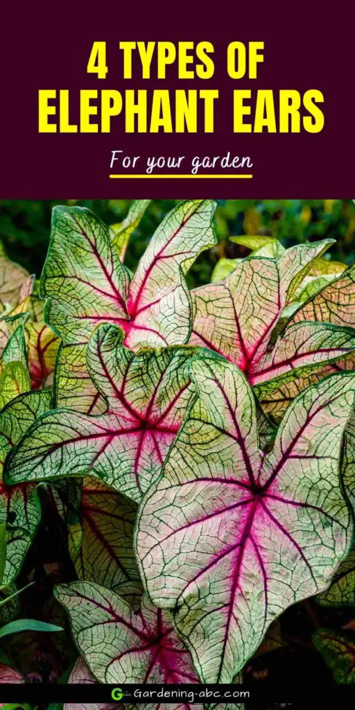 elephant ear plants types