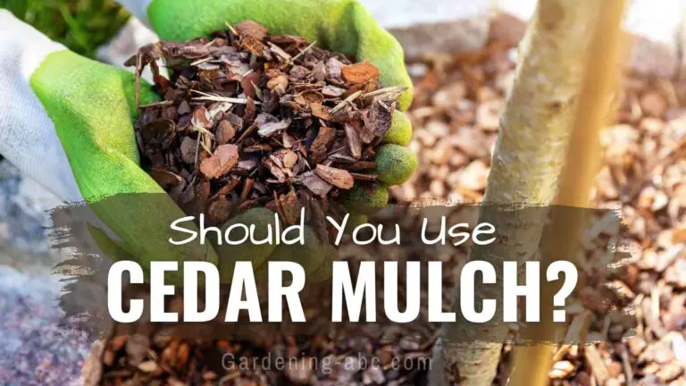 Is Cedar Mulch The Right Choice For Your Gardening Needs?