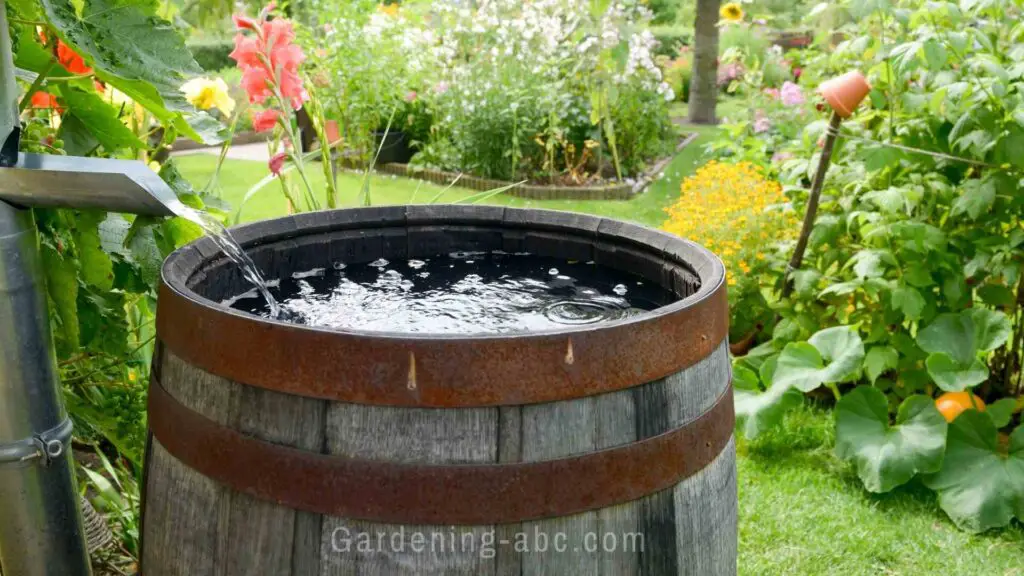 rainwater harvesting in the garden