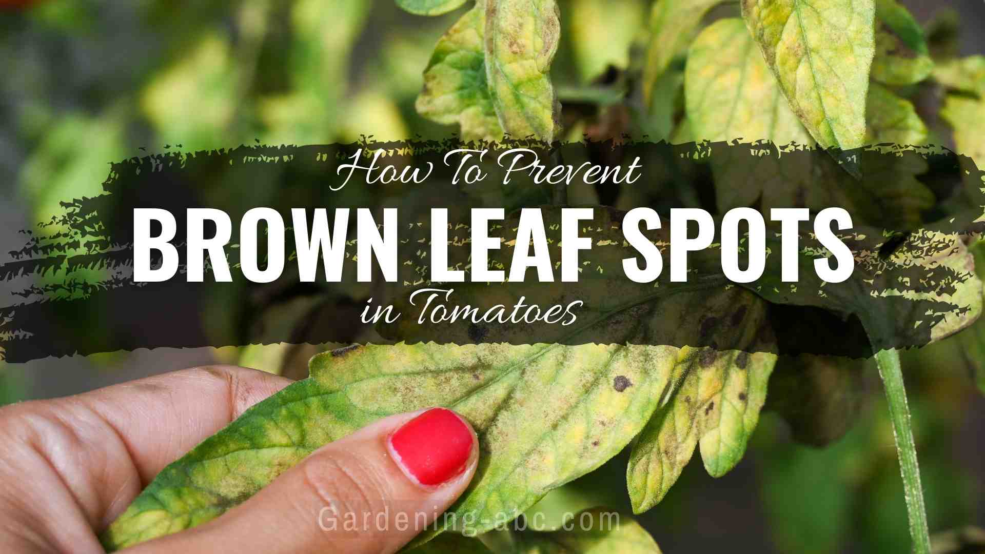 brown spots on tomato leaves