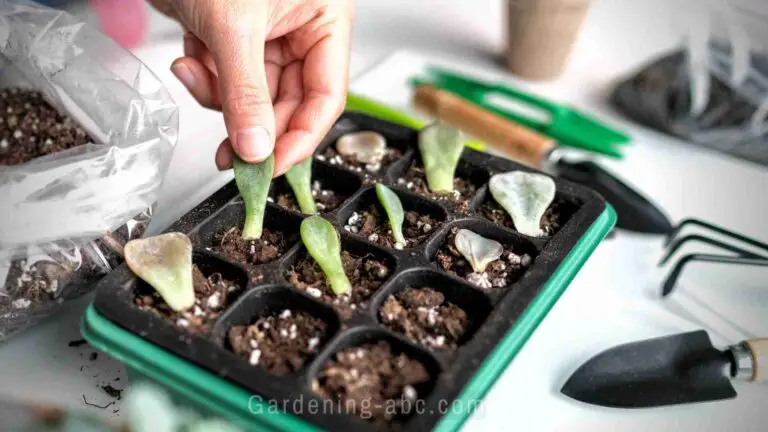 How to Propagate Succulents Easily in 5 Simple Steps