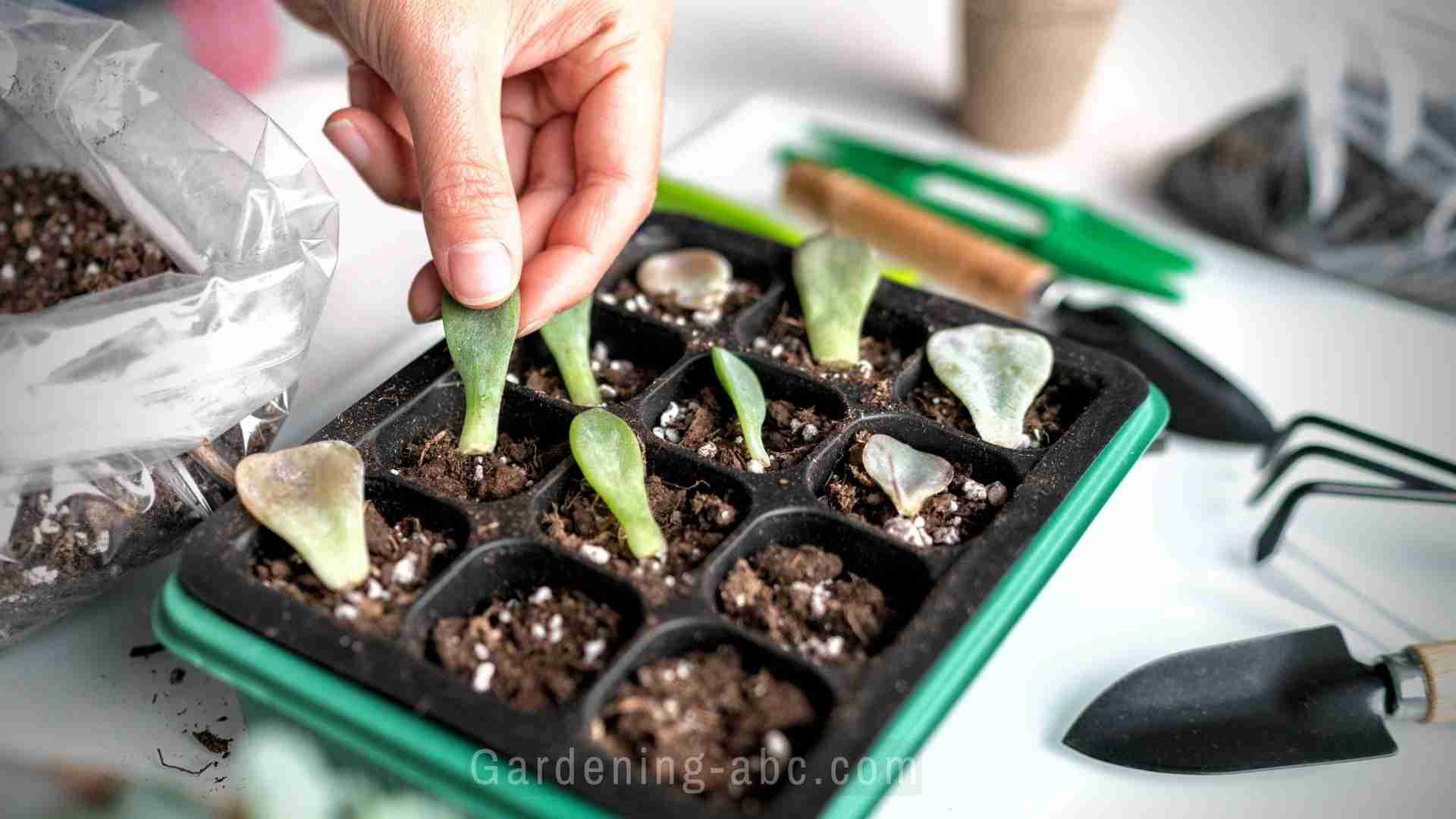 succulent propagation tips