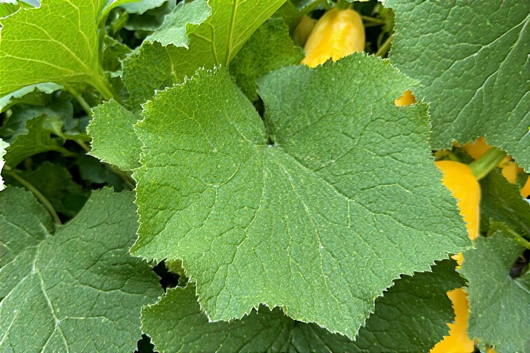 cucurbita pepo plant