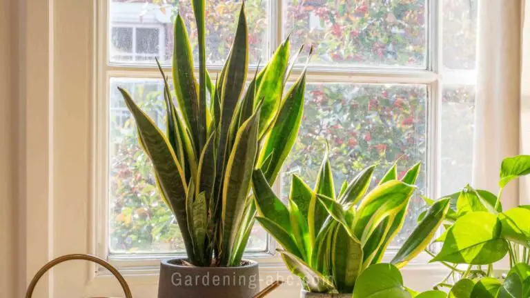 Best Indoor Plants: 10 Easy To Grow Plants Even For A Beginner