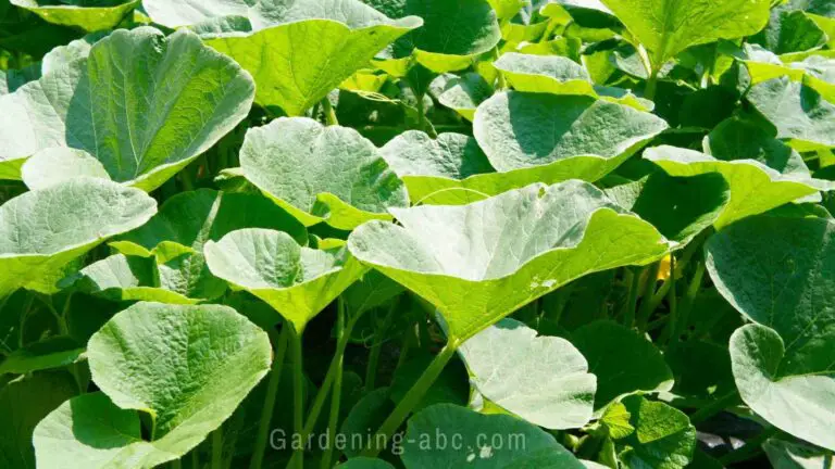 How to Easily Identify Squash Plants By Leaves: A Simple Guide