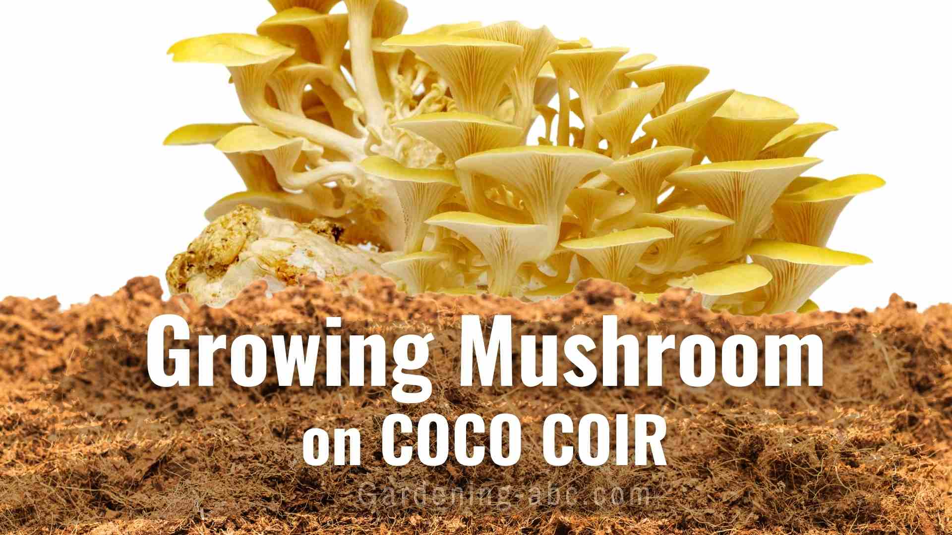 can you grow mushrooms on coco coir