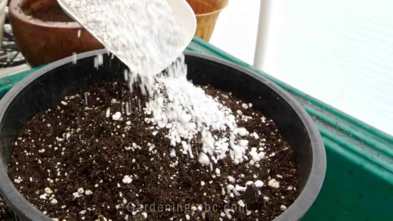 Is Perlite Good For Succulents? What Are The Best Alternatives for Perlite