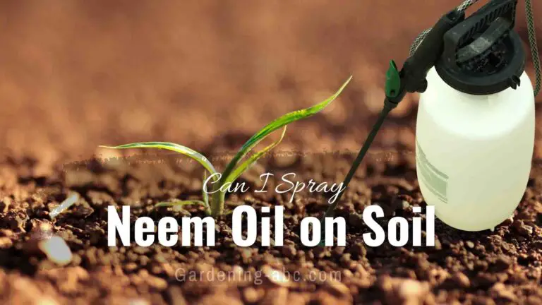 Can I Spray Neem Oil On The Soil? Here Is How To Do It