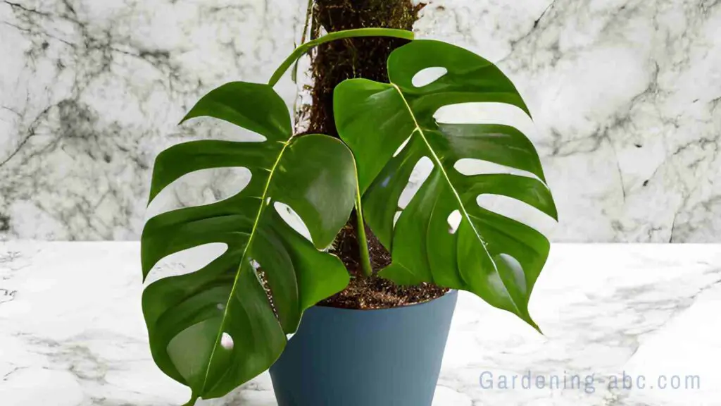why use moss pole for monstera plants