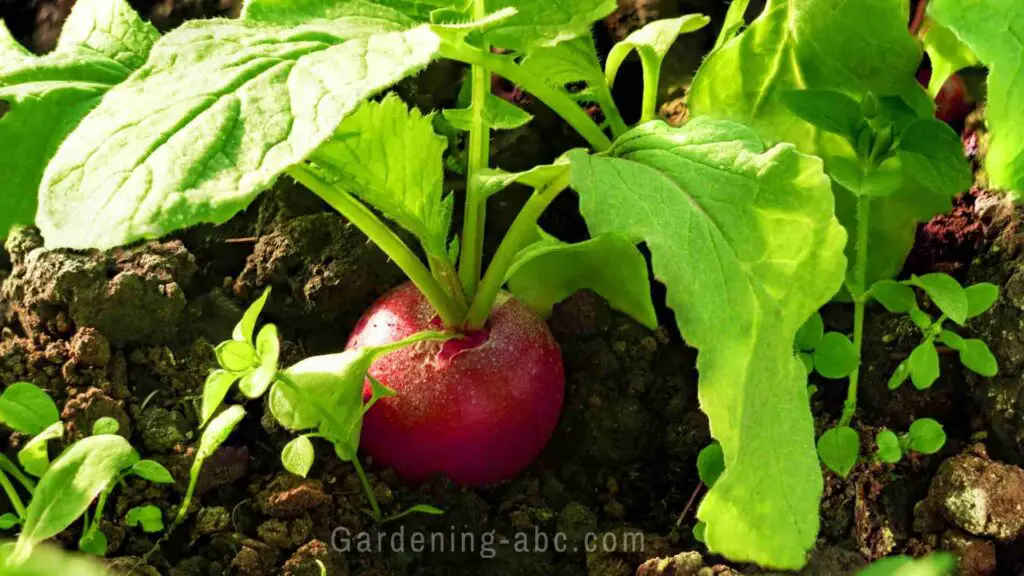 how long do radishes take to grow