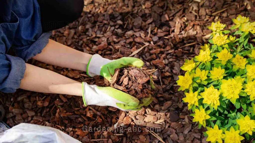 spread mulch around plants