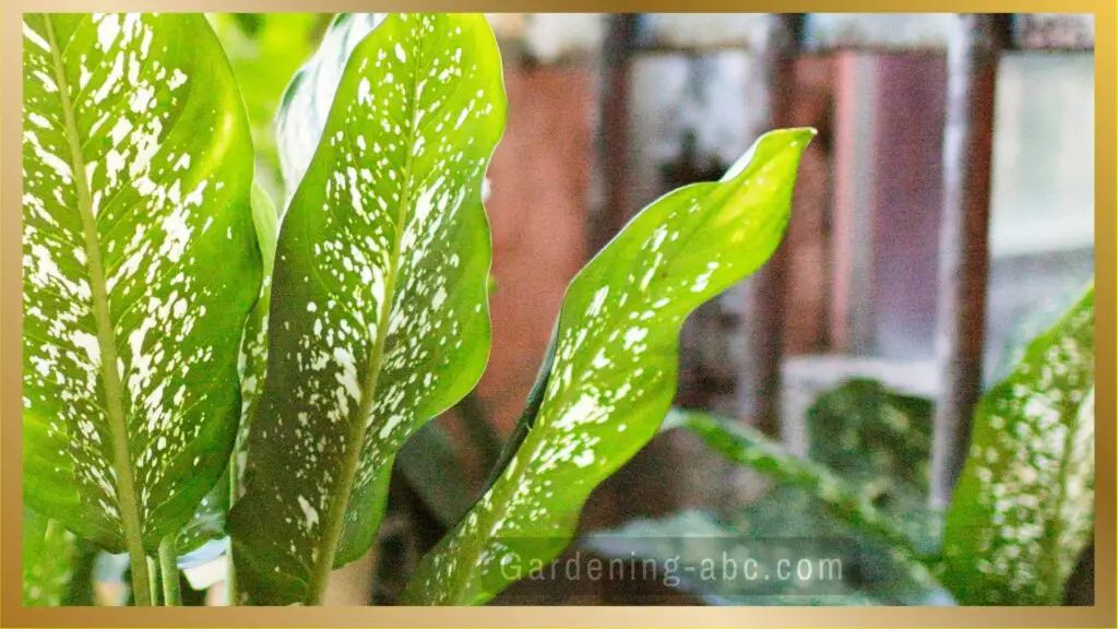 Chinese evergreen plant 