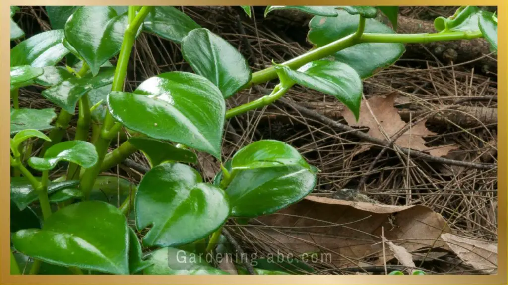Philodendron scandens for indoor gardens