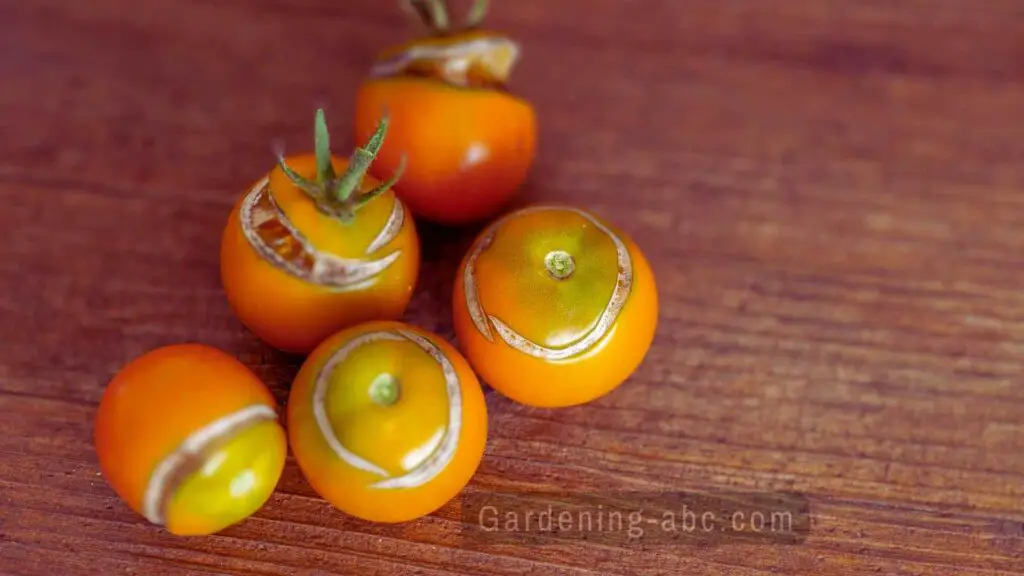 Why my tomatoes are splitting and cracking