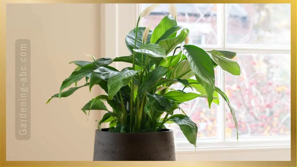 peace lily plant in north window