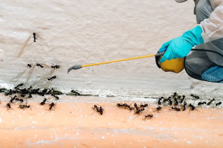 Top 7 Effective Indoor Ant Killers of 2023 That Are Also Safe for Your Pets