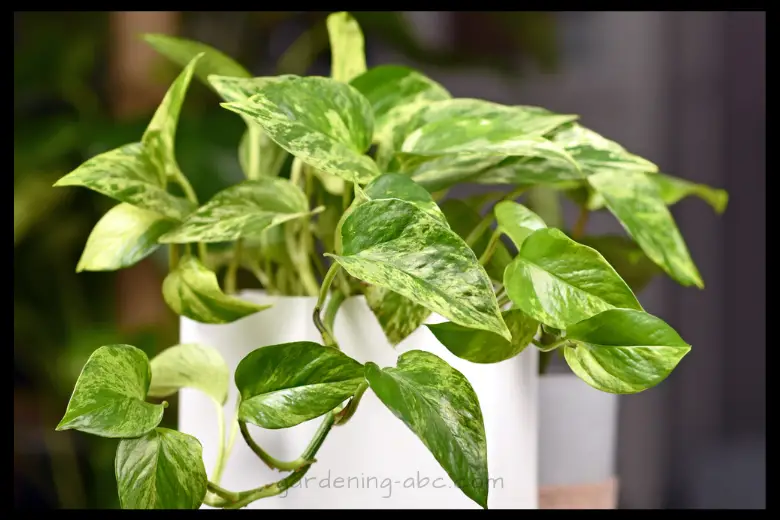 how to care for a pothos plant
