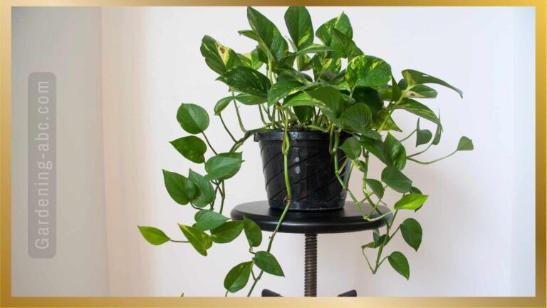 5 Main Reasons Why Your Pothos Leaves Turning Yellow- Easy Solutions