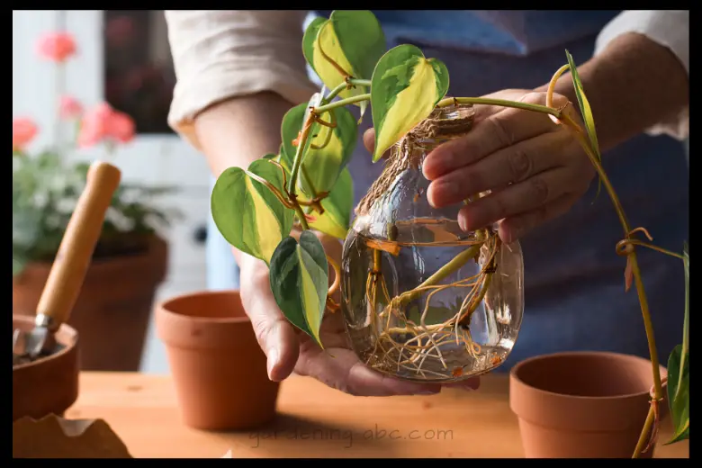 how to propagate pothos