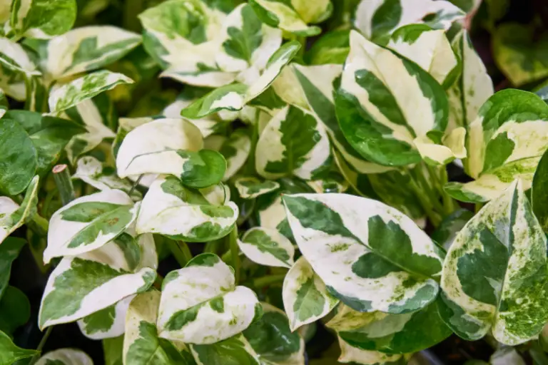 How to Propagate Pothos: The Foolproof Guide to Growing Your Collection