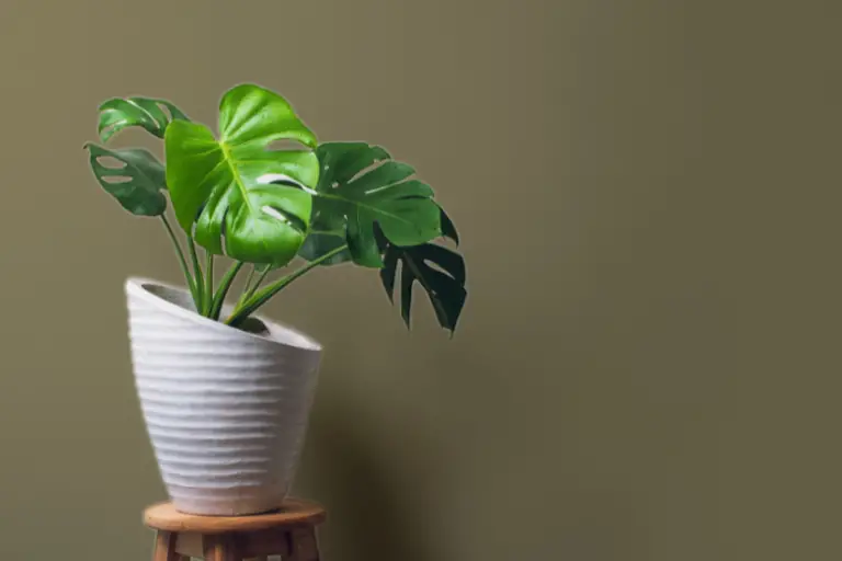 Little-Known Ways to Propagate Monstera Like a Pro: Propagation Tips and Tricks