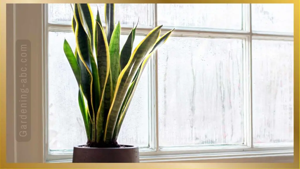 Snake plant in a north window