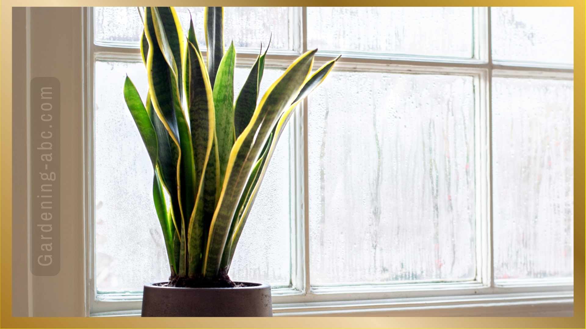 10 Best Plants For NorthFacing Windows A Comprehensive Guide