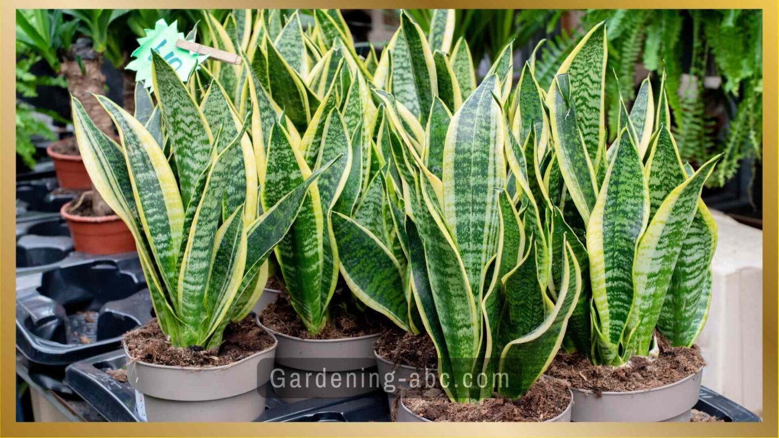 How Often To Water Snake Plant How To Find Your Watering Sweet Spot