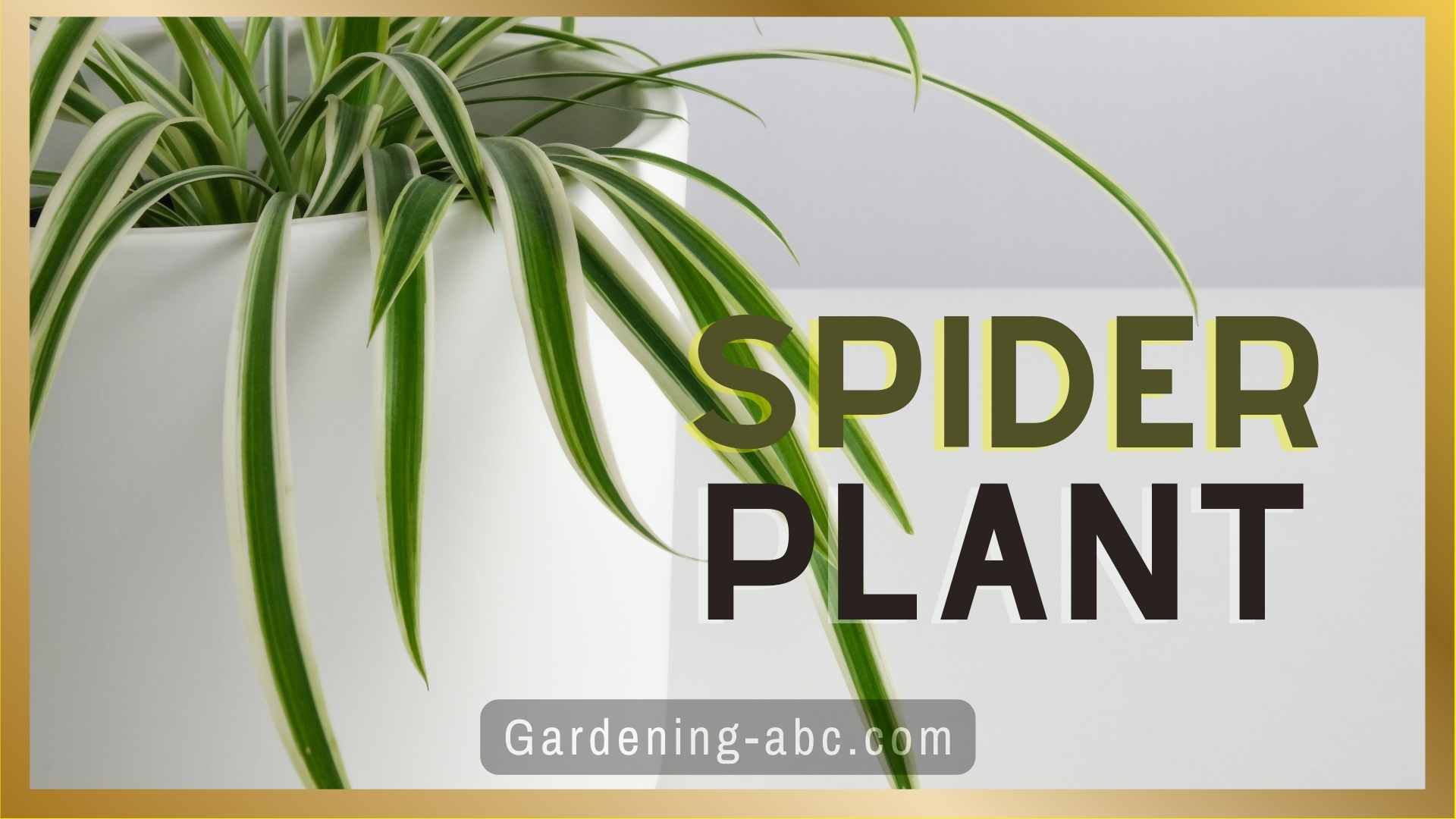 spider plant care tips