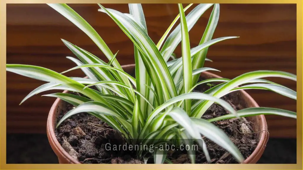 spider plant for north facing windows