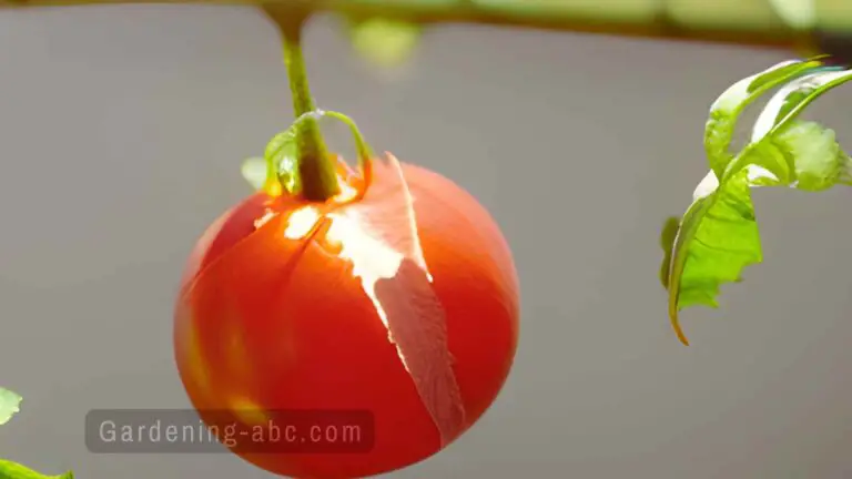 Why My Tomatoes Are Splitting: Understanding the Causes and Solutions