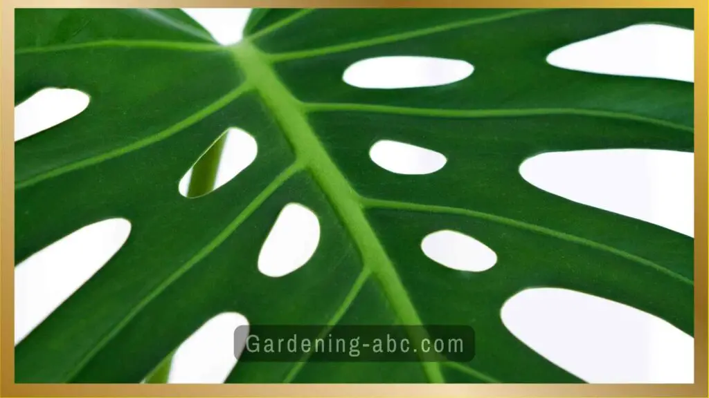 watering swiss cheese plant