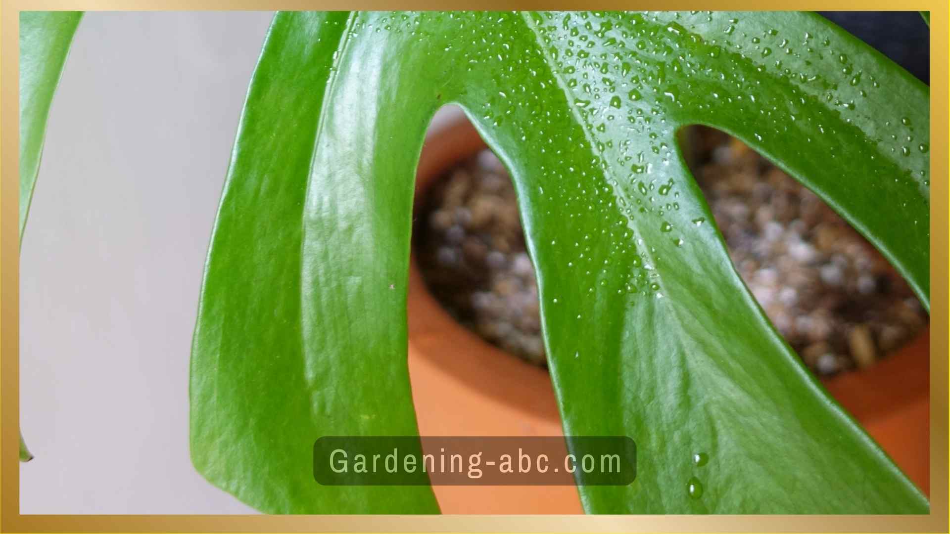 Swiss Cheese Plant Care A Comprehensive Guide On Growing Monstera Deliciosa