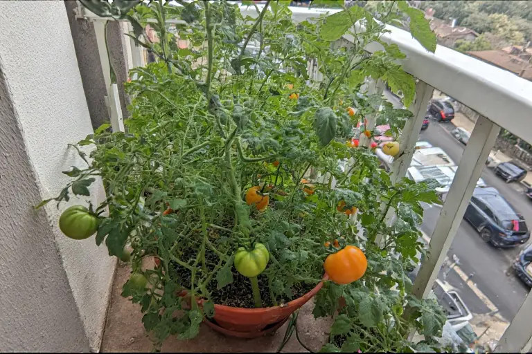 Tomato plant in the balcony