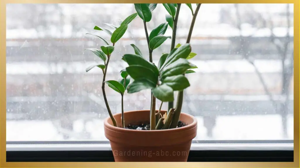 zz plant in a north facing window