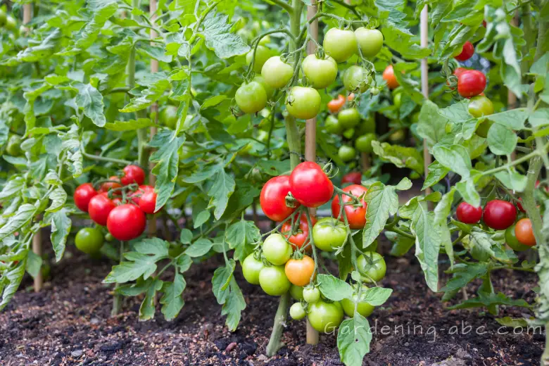 Determinate tomatoes vs indeterminate tomatoes