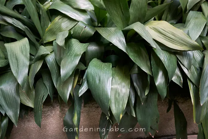How to Grow and Take Care of Cast Iron Plants at Home