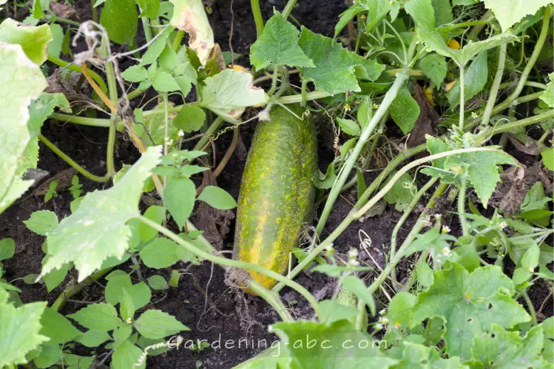 how to grow sweet cucumbers