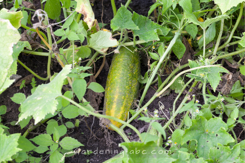 how to grow sweet cucumbers 