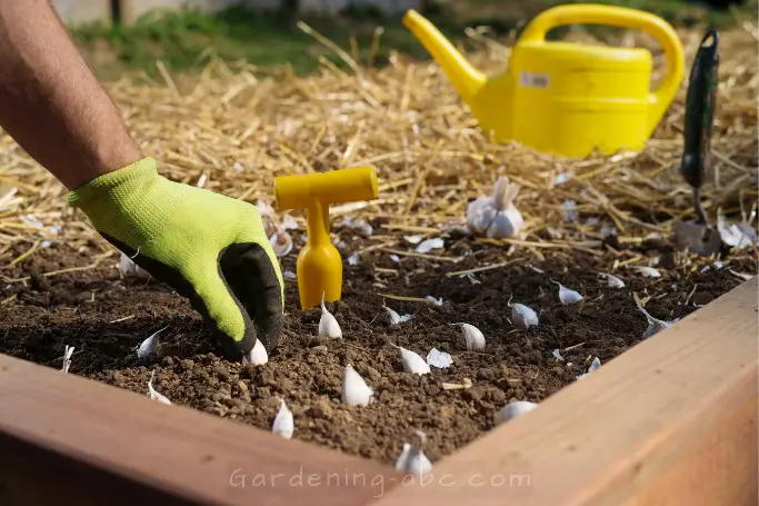 when to plant garlic cloves