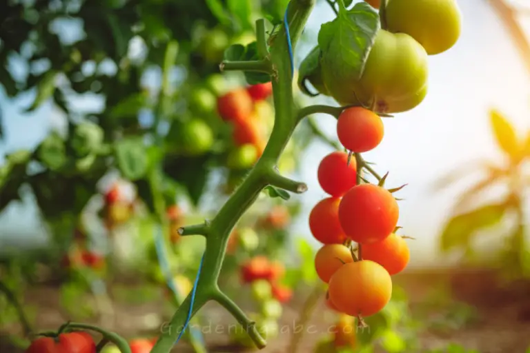 Determinate Vs Indeterminate Tomatoes Understanding The Key Differences