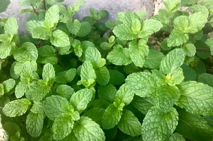mint with watermelons
