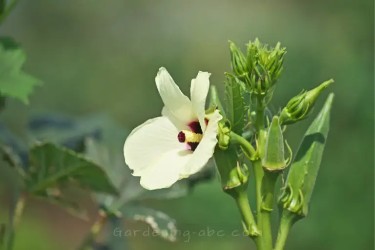 11 Companion Plants For Okra That Will Enhance Its Growth And Flavor