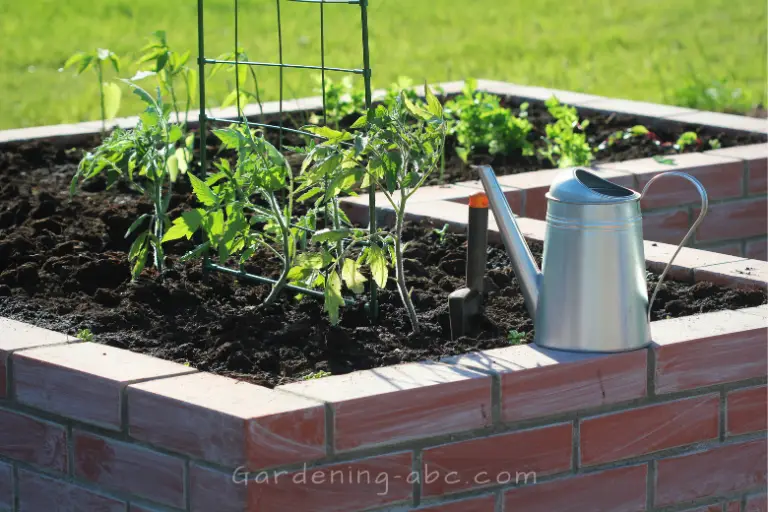 How Often To Water Tomatoes? A Quick Guide To Watering Your Tomato Plant