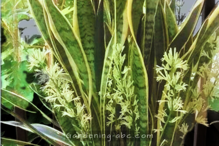 The Rare and Fascinating World of Snake Plant Flowers