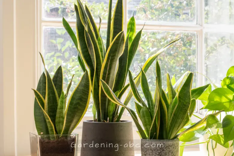 how often to water snake plants
